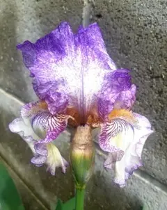 ジャーマンアイリス 紫と白の斑入り花のサムネイル