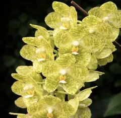 期間限定特価‼️［洋蘭原種］Phal. gigantea var. albaのサムネイル