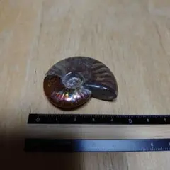 アンモナイト 化石 置物