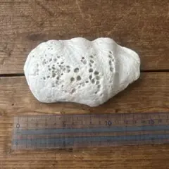 シャコ貝 置物 インテリア オブジェ