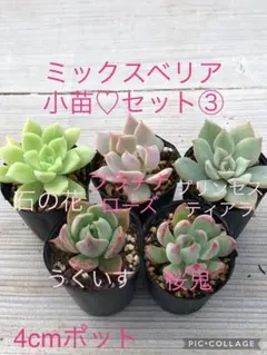 2025年最新】桜鬼 ミックスベリアの人気アイテム - メルカリ