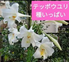 花の種　鉄砲百合種いっぱいのサムネイル