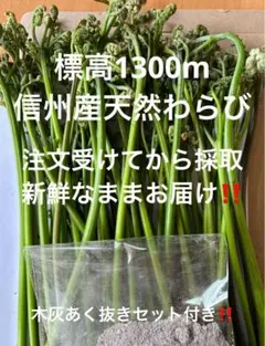 標高1300m信州産天然わらび‼️ワラビ木灰あく抜きセット付き　新鮮！！山の恵のサムネイル