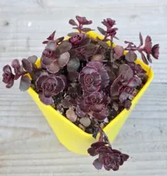 kuroco☆様 リクエスト 2点 まとめ商品