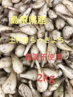 鹿児島県産　土付きらっきょう　約10キロ　y 楽天市場】らっきょう 有機栽培 12kg 土付き 鹿児島県産 化学
