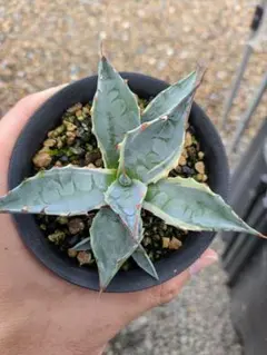 2025年最新】アガベ パラサナ インプレッショニストの人気