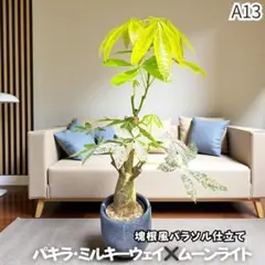 パキラムーンライトA１3・接ぎ木・枝分岐パラソル仕立て/無機質用土 パキラムーンライトA13・接ぎ木・枝分岐パラソル仕立て/無機質用土