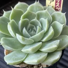 多肉植物　アルバートチワワ【抜き苗】ミックスベリア札無し