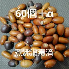 どんぐり