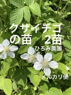 クサイチゴの苗2苗です、農薬不使用、草イチゴ、木苺、ラズベリー