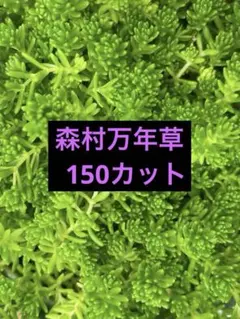 【ハーブ農家直送】タイム（ロンギカウリス）56ポット セット 数量変更可能 ハーブ農家直送】タイム（ロンギカウリス）56ポット セット 数量変更
