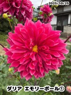 ほこ様 リクエスト 2点 まとめ商品