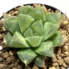 MAKOねー様 リクエスト 2点 まとめ商品