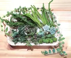 男*屋様 BR1019 粉月影 6株 抜き苗 多肉植物 エケベリア - メルカリ