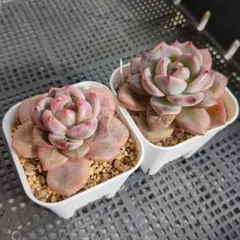 碧様 リクエスト 6点 まとめ商品