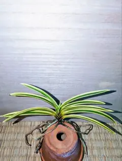 【♪残暑御見舞商品♪】富貴蘭　紫苑（最上木） ♪残暑御見舞商品♪】富貴蘭 白翁（最上柄！） - メルカリ