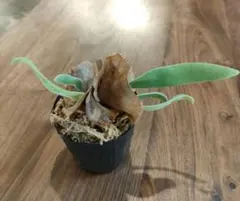 2025年最新】ウィリンキー ワイルドの人気アイテム - メルカリ