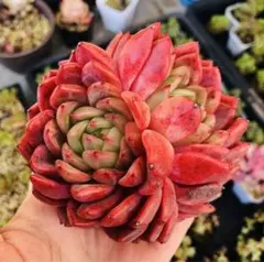 ハニーローズ　群生　大苗　エケベリア　多肉植物のサムネイル