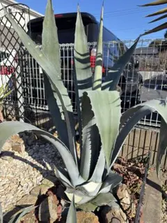 2026年最新】アガベアメリカーナの人気アイテム - メルカリ