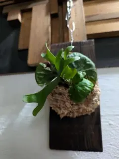 た*し様 ビカクシダ リドレイ マダガスカリエンセ スポア小株セット