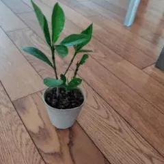 観葉植物 クチナシ 鉢植えのサムネイル
