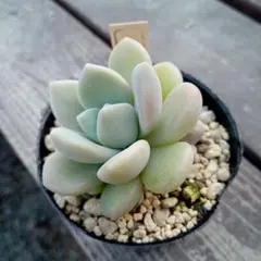 クロロ様 リクエスト 2点 まとめ商品（速達）