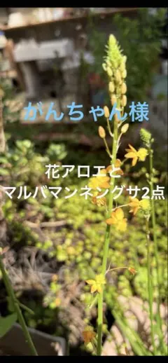 がんちゃん様　花アロエとマルバマンネングサ