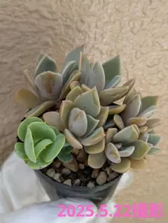 みほ様 リクエスト 2点 まとめ商品