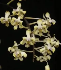 ［洋蘭原種］極希少種　Phal. cochlearis 洋蘭原種］極希少種 Phal. cochlearis - メルカリ