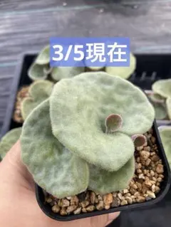 2026年最新】チレコドン シングラリスの人気アイテム - メルカリ