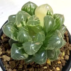 1238．多肉植物　ハオルチア　オブツーサ交配錦125