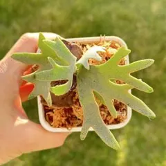 2025年最新】yellow moon dwarfの人気アイテム - メルカリ