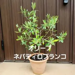 オリーブの木　ネバディロブランコ　スクエア型テラコッタ鉢植え　苗 オリーブの木 ネバディロブランコ テラコッタ鉢植え 苗 - メルカリ