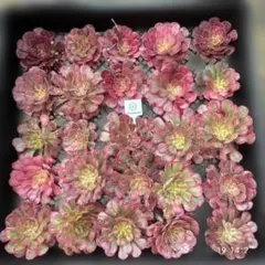Top【選抜株】多肉植物 365110スカイチーム 25個 鉢無し/脱土 - メルカリ