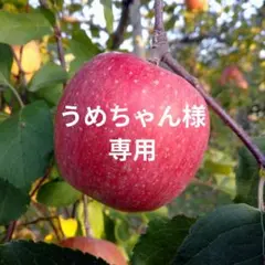 うめちゃん様専用 長野県産 サンふじ 家庭用&りんごチップス