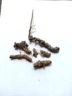 オカワカメ　塊根　むかご⑤のサムネイル