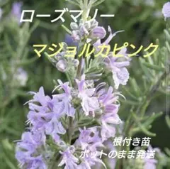 【6-G】可愛いピンクのお花　ローズマリー苗　マジョルカピンク苗