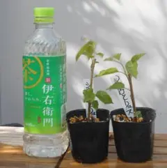 ☆美晴☆様専用　マルベリー　シャルロットリュス　苗木　1株