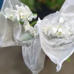 カトレア 交配種 大輪整形花の銘品 入賞花 - メルカリ
