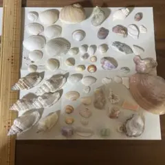 貝殻セット ハンドメイド素材