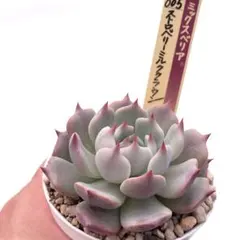 2025年最新】おらい 多肉植物さん苗の人気アイテム - メルカリ