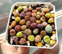 多肉植物　リトープス　ミニミニ苗　6㌢×6㌢の鉢　カラフル寄せ植え　30苗以上