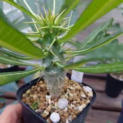 2025年最新】アンボンゲンセの人気アイテム - メルカリ