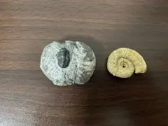 ブ*ン様 三葉虫 アンモナイト 化石 2点セット 小型標本のサムネイル