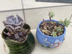 多肉植物♡*ꕤ*.カット苗✿ - メルカリ