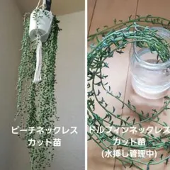 ドルフィンネックレス ピーチネックレス カット苗 大量セット 詰め合わせ