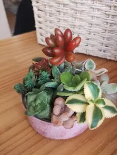 ［10SET限定］多肉植物のカット苗セット③