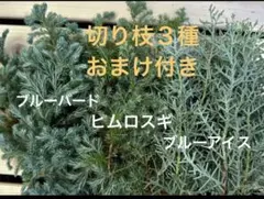 フレッシュ３種☘️ブルーバード　ブルーアイス　ヒムロスギ☘️おまけ付きクリスマス