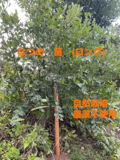 【数量限定】なつめ　苗　(ロング)高さ約80cm自然栽培のサムネイル