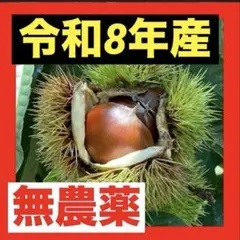 ❺無農薬生栗★秋を感じたいセット★阿蘇山湧水使用★朝採りその日に発送★
